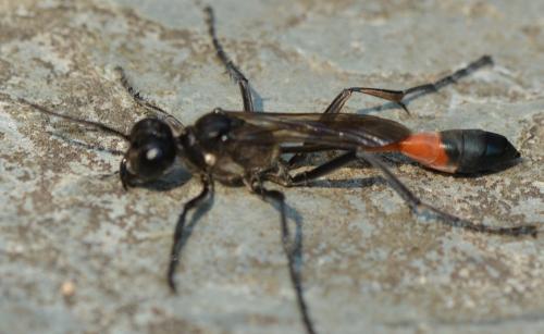 Ammophila sabulosa